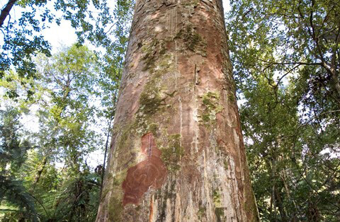 Kauri tree in Waitakere Ranges